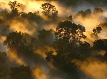 Amazon forest canopy at dawn. The loss of forests as ‘carbon sinks’ is likely to make climate breakdown more severe. Photograph: Peter Vander Sleen/PA