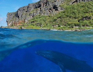 A whale approaches the ocean surface in the Austral Islands, a remote archipelago in the South Pacific Ocean. The French Polynesia government recently announced plans to protect these waters and their rich biodiversity. Damocean/Getty Images