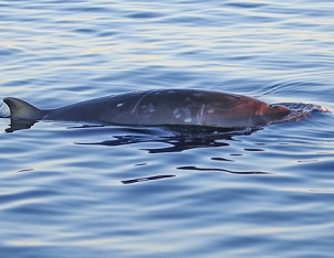 One of the three beaked whales believed to be a new species. Image by Sea Shepherd / CONANP.