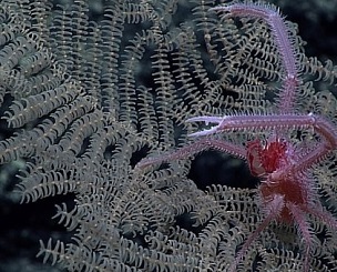 New Black Coral species Umbellapathes litocrada. Credit: Reuters Photo  