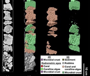 Core samples from the Great Barrier Reef displaying fossil record of microbialites. Credit: University of Sydney