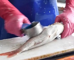 A worker prepares a fish for sale. Some endangered fish species caught in Australian waters are being sold in shop and fish markets. Photograph: Joel Carrett/AAP