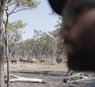 An Indigenous ranger watches feral buffalo. The new SpaceCows program will use AI and satellites to create a virtual replica of how feral herds move through the Top End. Photograph: Seth Seden