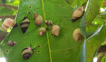 Partula snails are reintroduced on Huahine, French Polynesia. Photo credit: ZSL