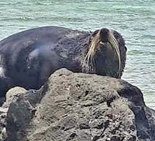 A mystery seal found on the rocks at Rukua Village in Beqa, Fiji. Photo - Fiji Ministry of Fisheries
