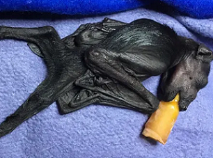 A baby black flying foxes is bottle fed after dry winds and low humidity led to massive food shortages and deaths in its eastern Australia habitat. Photograph: Mandi Griffith