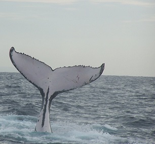 Humpback whale fluke. Credit - Terry Howard, CC BY-SA 3.0