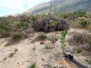 A single ‘point source’ Acacia longifolia after clearing. Photo: Nicola van Wilgen