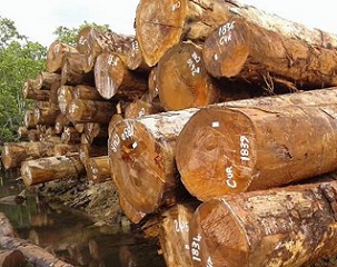 Logger fined $50k for harvesting tubi. Credit - www.solomonstarnews.com