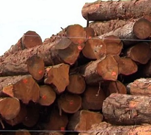 Ministry clamps down illegal logging. Credit - www.fbcnews.com.fj