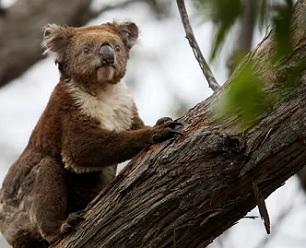 Severe declines in Australia’s koala populations were exacerbated by last summer’s bushfires, environmental groups say. Photograph: Lisa Maree Williams/Getty Images
