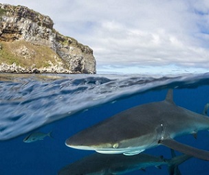 A school of silky sharks swims near the Galápagos Islands. Credit - Bernard Radvaner/Getty Images