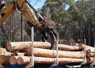 VicForests celebrated a key milestone in its fire recovery operations as the first load of sawlog was removed from the Princes Highway.