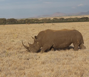 Conservation efforts in Kenya, and around the world, have been hindered by structural economic processes such as debt and austerity, further contributing to the decline of species such as rhinos. Credit - Patrick Bigger, Lancaster University 