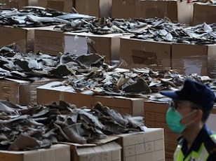 A shipment of dried shark fins seized this month by Hong Kong customs officials. The haul, weighing 26 tonnes, was the biggest in Hong Kong’s history. Photograph: Nora Tam/SCMP/Zuma/Alamy