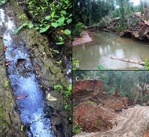 Evidence of an oil spill from the logging operation leaking into nearby streams. (B) Logging operation at the top of a mountain near a waterfall. (C) The 100 meter and 50 meter rule being violated. This picture is evidence that logging operations came in direct contact with the river and blocked the river. Photos: Wilson Saeni