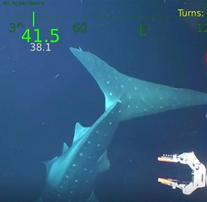 Schmidt Ocean Institute's underwater robot SuBastian also captured footage for the first time of a rare whale shark, a deep water species that dates back millions of years and whose name comes from its length of more than 40 feet. Credit - Schmidt Ocean Institute