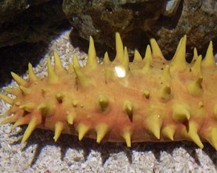 Sea Cucumber Photo: CC by 3.0 Dubai Aquarium