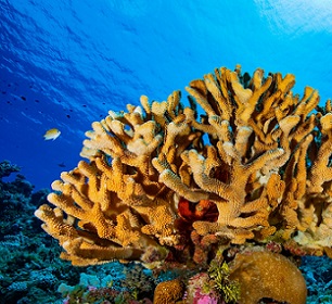 Pocillopora grandis, a coral species photographed in the Rongelap Atoll in the Pacific Ocean. Credit - Greg Asner