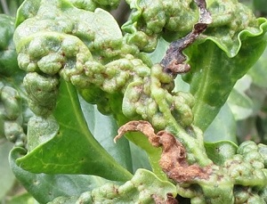 A damaged endemic naio tree after being attacked by an invasive pest called Myoporum thrips. credit - University of Hawaii