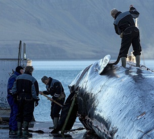 Scientists around the world work with samples collected by commercial whalers. Photo by Arctic Images/Alamy Stock Photo