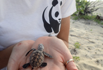 WWF officer holding a juvenile hawksbill turtle. source - www.royalcarribeanblog.com