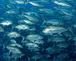 Leaving more big fish in the sea--especially where fishing is not economically profitable in the Central Pacific, South Atlantic, and North Indian Oceans --reduces the amount of carbon dioxide (CO2) released into the Earth's atmosphere. Credit: Enric Sala.