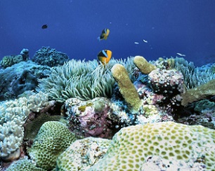 Palau's coral reefs. Credit - www.coralreefs.net