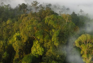 Turn around deforestation in 2020, the ‘Nature Super Year’, says Guterres