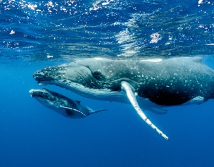 NOAA Fisheries designates habitat areas in Pacific for humpbacks. Credit - https://www.seafoodsource.com/
