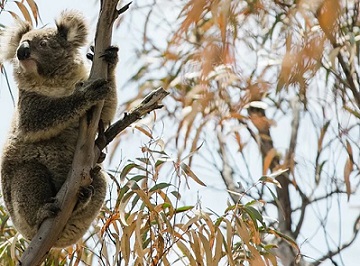  Logging is continuing in NSW forest north-west of Coffs Harbour in bushland that is proposed for the Great Koala national park. Photograph: International Fund For Animal Welfare