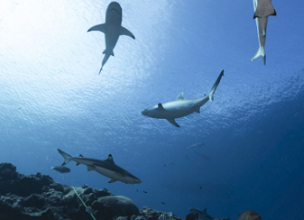 Study shows Palau is one of nations with high reef shark population
