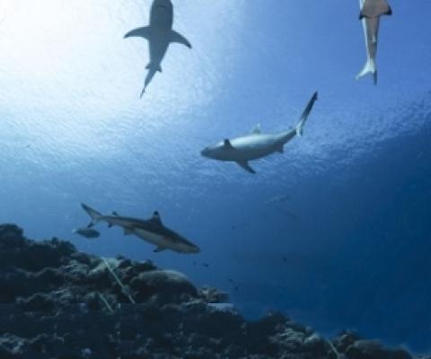 sharks near reef