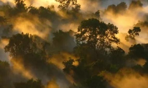 Amazon forest canopy at dawn. The loss of forests as ‘carbon sinks’ is likely to make climate breakdown more severe. Photograph: Peter Vander Sleen/PA