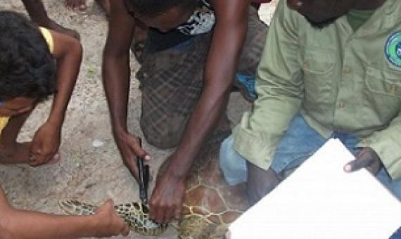 Tagging a turtle before releasing it into the sea. credit - solomonstarnews.com