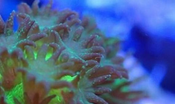 With the young corals obtained, the researchers want to identify factors that promote settlement and growth of the animals. Credit: Samuel Nietzer