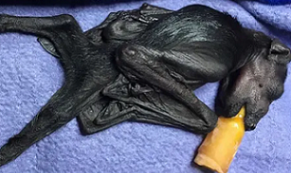 A baby black flying foxes is bottle fed after dry winds and low humidity led to massive food shortages and deaths in its eastern Australia habitat. Photograph: Mandi Griffith