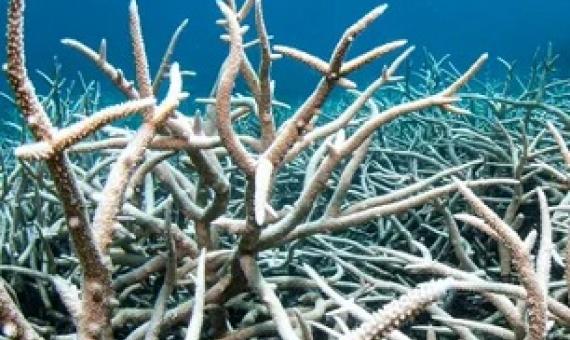 The Great Barrier Reef has suffered five mass bleaching events since 1998 that have undermined its survival. Photograph: Brett Monroe Garner/Getty Images