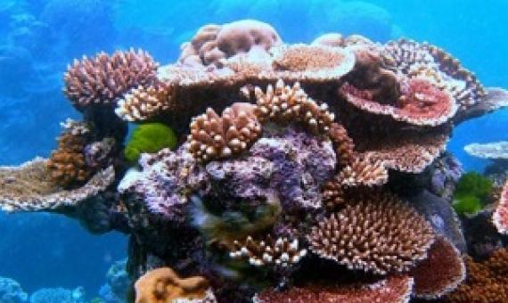 coral reefs. Credit - mongabay.com