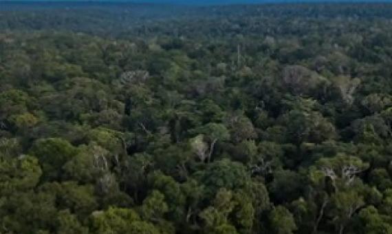 The Amazon rainforest in Brazil. HSBC and Pollination, a boutique climate investment firm, will back sustainable forestry, regenerative agriculture, water supply improvement and bio-fuels. Photograph: Bloomberg/Getty Images