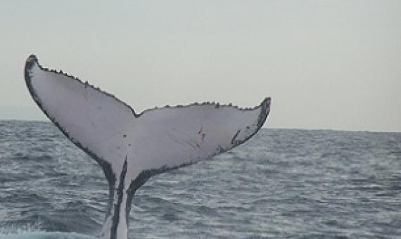 Humpback whale fluke. Credit - Terry Howard, CC BY-SA 3.0