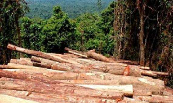 Log piles in East New Britain, PNG. Photo: Global Witness Media Hub