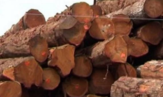 Ministry clamps down illegal logging. Credit - www.fbcnews.com.fj