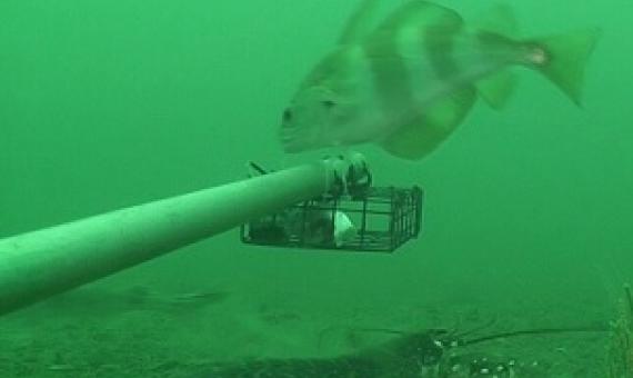 A Lobster (Homarus gammarus) and pout (Trisopterus luscus) examine the baited camera in the Lyme Bay Marine Protected Area. Credit: University of Plymouth