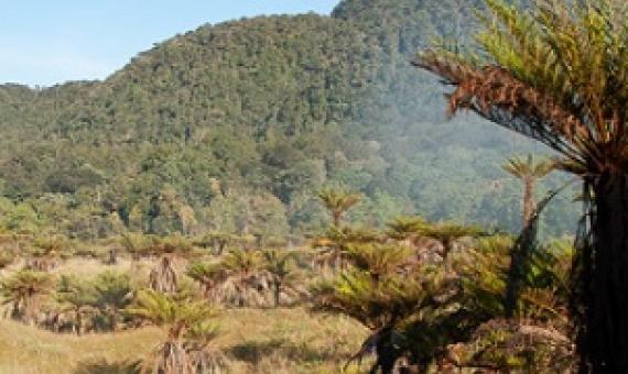 Study revealing New Guinea’s plant life ‘first step’ toward protection. Source - Mongabay.com