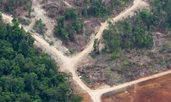 Logging roads in Papua New Guinea’s East New Britain Province. Since the introduction of SABLs in 1996, more than 5 million hectares (12 million acres) of virgin forest have been logged. Image by Paul Hilton/Greenpeace.
