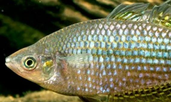Habitat of the desert rainbowfish is predicted to shrink due to climate change. Photo by Gunther Schmida