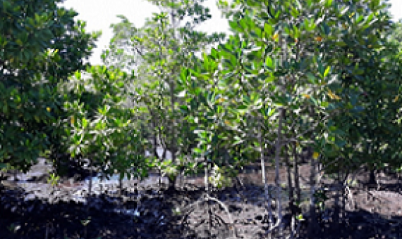 mangroves, Daolusu community, Malaita province. Solomon Islands