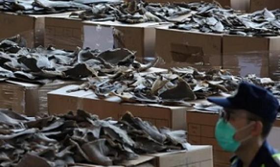 A shipment of dried shark fins seized this month by Hong Kong customs officials. The haul, weighing 26 tonnes, was the biggest in Hong Kong’s history. Photograph: Nora Tam/SCMP/Zuma/Alamy