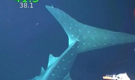 Schmidt Ocean Institute's underwater robot SuBastian also captured footage for the first time of a rare whale shark, a deep water species that dates back millions of years and whose name comes from its length of more than 40 feet. Credit - Schmidt Ocean Institute